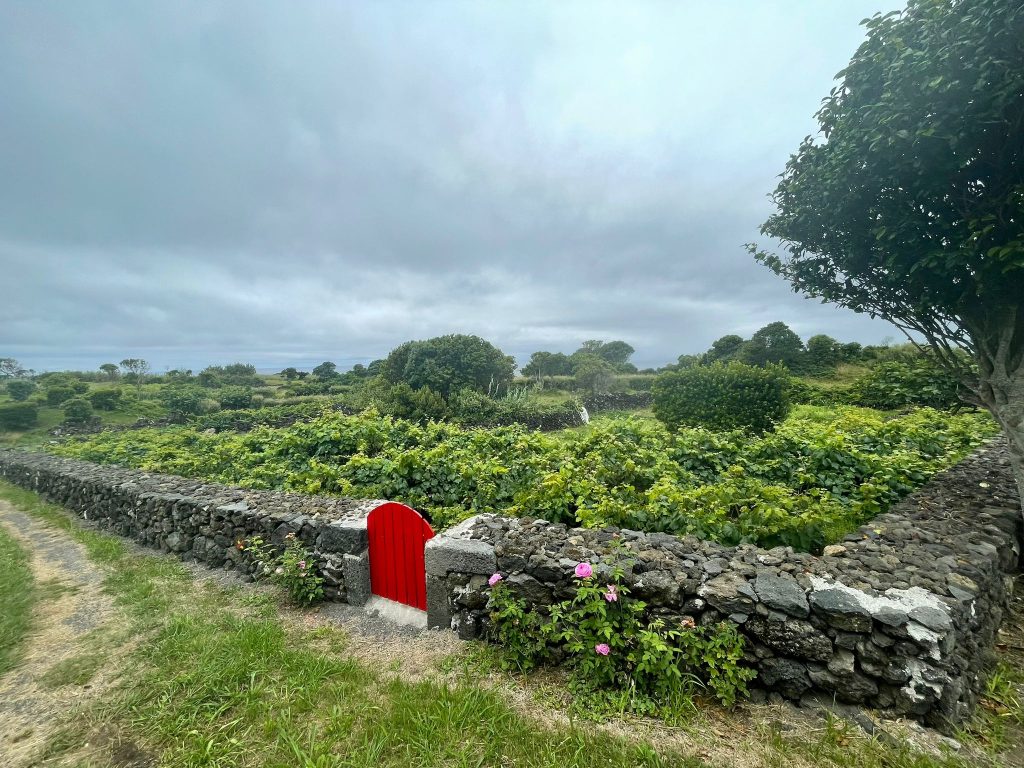 Photo d'un jardin lors de la balade de Rocha da Faja.